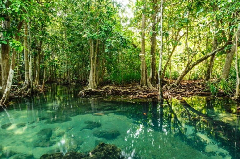 hutan mangrove 1 768x510